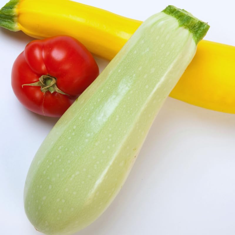White Squash Seeds, White Zucchini Seeds, Squash Vegetable Seeds for Planting, 75 Seeds