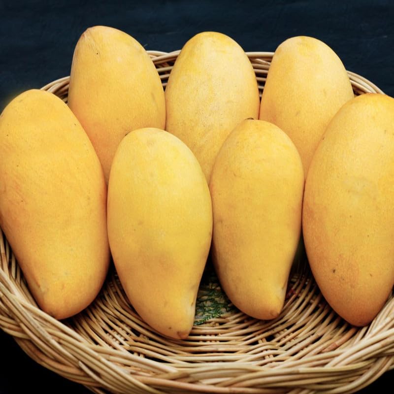 Golden Mango Tree Plant for Planting Outdoor Garden, Mango Plant Live 3 Inch Pot, Tropical Fruit Plants, No Ship to CA
