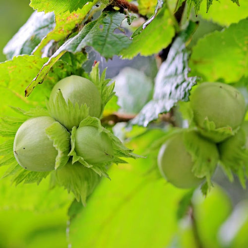 1 Year Old Hazelnut Tree Live Plant Seedling, Dormant 1-2 Ft Tall, Well-Rooted, Hight Yield Nut Variety