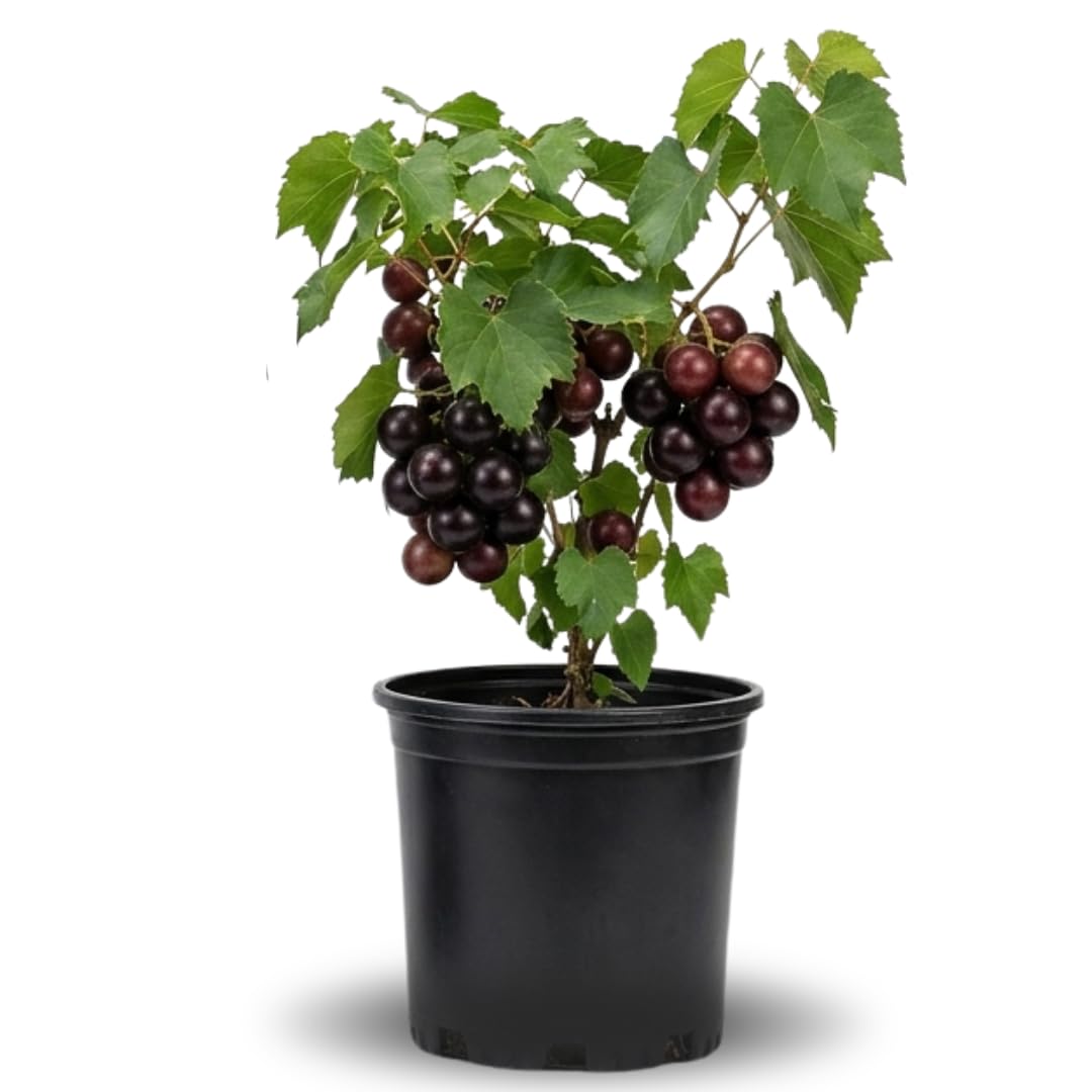 1 Year Old Muscadine Grape Vines Live Plant, 20-24 Inches Tall in 1 Gallon, Sweet Fruit Grapevine for Trellis and Backyard Growing, Hardy Climbing Vine, No Ship to CA