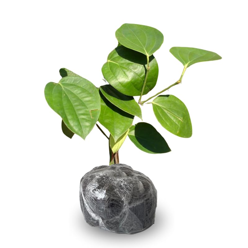 Black Pepper Plant Live from 4 to 6 Inches Tall, Piper Nigrum Tree Live Plant, Pepper Herb Plant for Gardening, Well Rooted