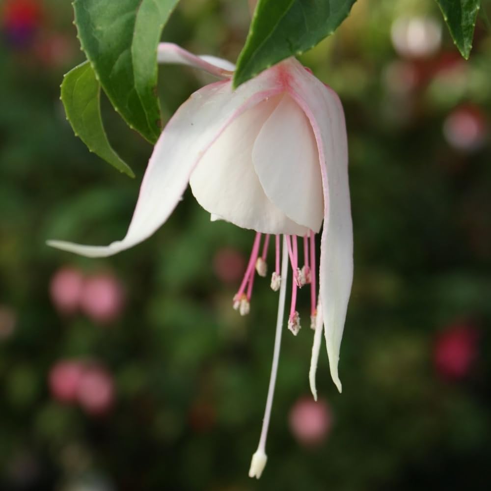 White Fuchsia Plant Live, Fuchsia Flower Plant, Indoor Outdoor Garden Planting, 2-4 Inches Tall