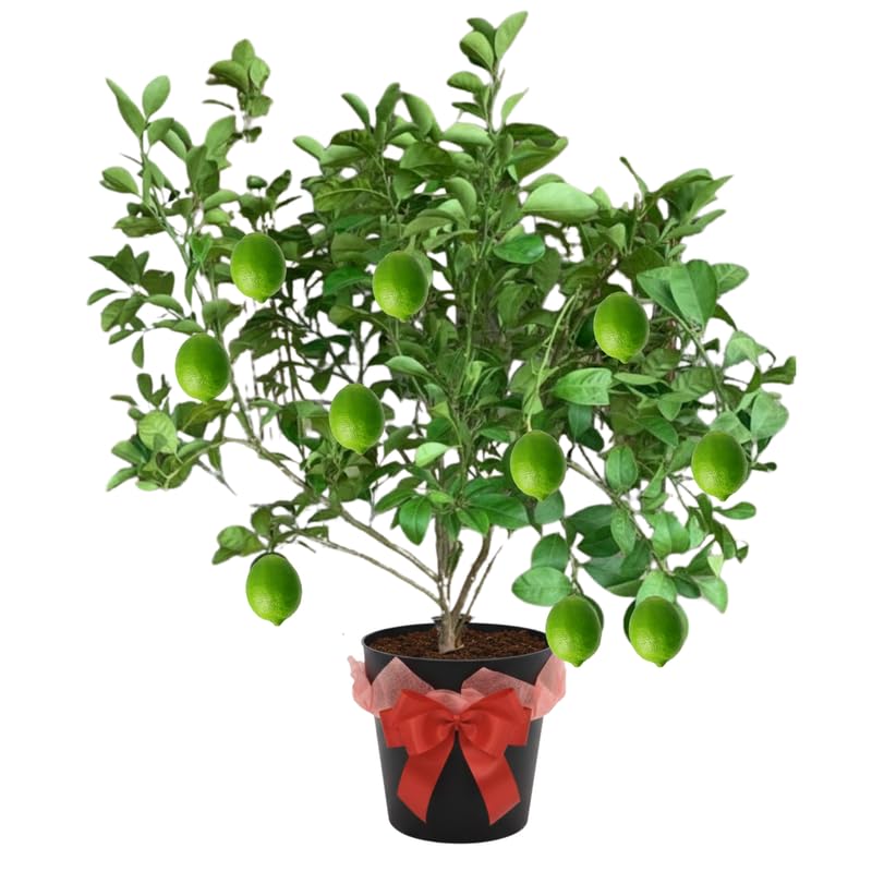 Mature Thai Lime Tree Live Plant in 5 Gallon Pot, 4-5 Feet in Tall, Already Bearing Fruit, Cold Hardy and High-yielding, Fragrant Citrus Trees