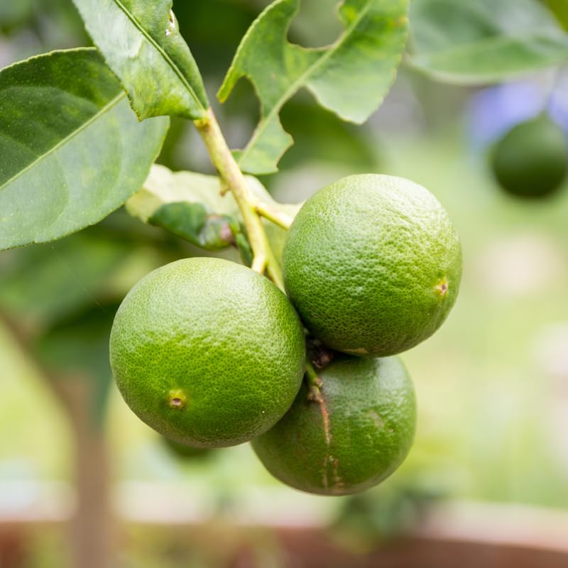 Seedless Lime Tree Live 3 Feet Tall, Potted Lime Fruit Tree Seedlings in 5 Gallon Pot, Citrus Plant for Indoor or Outdoor