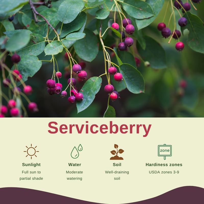 Serviceberry Tree Live Plant in Quart Pot, Purple Serviceberry Well Rooted, Hardy Fruit Tree 6-12 Inch