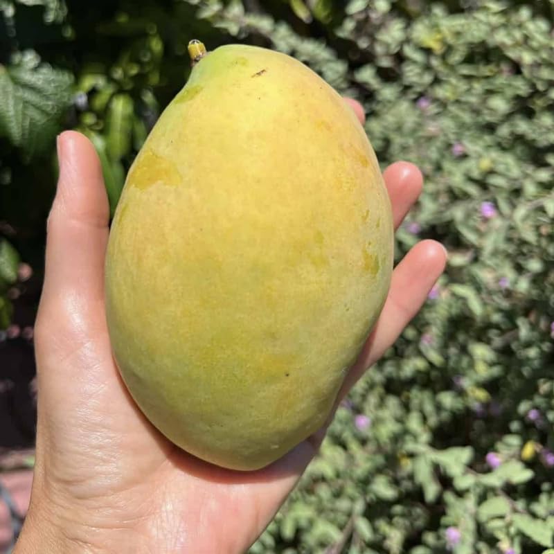 Sweet Mango Tree Live Plant, Fully Rooted in 3 Gallon Pot, Tropical Mango Fruit Tree for Indoor or Outdoor Growing