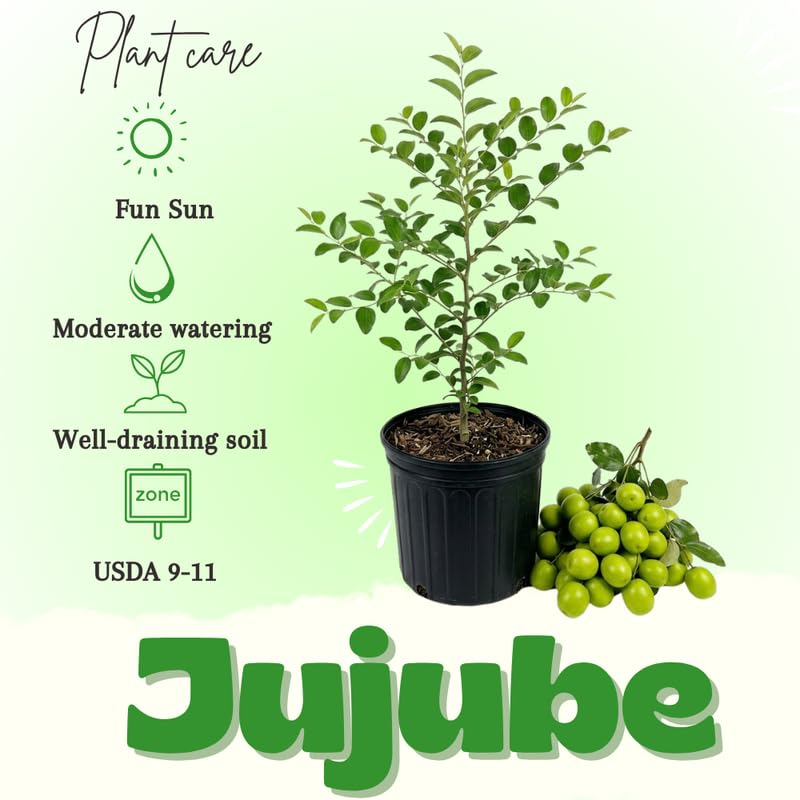 Green Jujube Tree, Jujube Fruit Tree Live Plant, Sweet Fruit, 1-2 Feet Tall in 3 Gallon Pot for Outdoor Planting, No Ship to CA