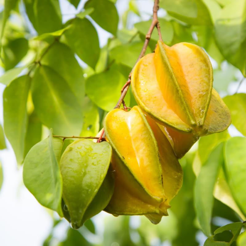 Starfruit Tree in 3 Gallon, Grafted Starfruit Fruit Plants Live for Planting Outdoors, No Ship to CA