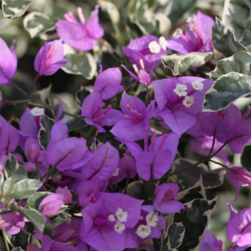 2 Blueberry Ice Bougainvillea Plants Live, Bougainvillea Plants for Planting Indoor Outdoor, 5 to 7 Inch