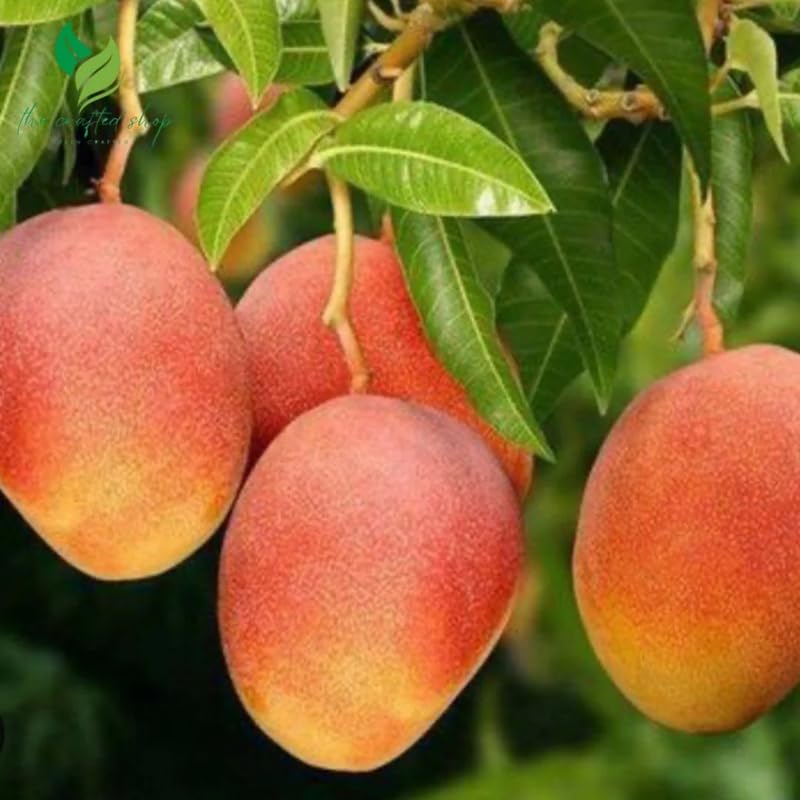 Very Sweet Mango Tree Live Plant for Planting, Grafted Mango Plant in 3 Gallon Pot, Fast Growing Tropical Fruit Tree Seedlings