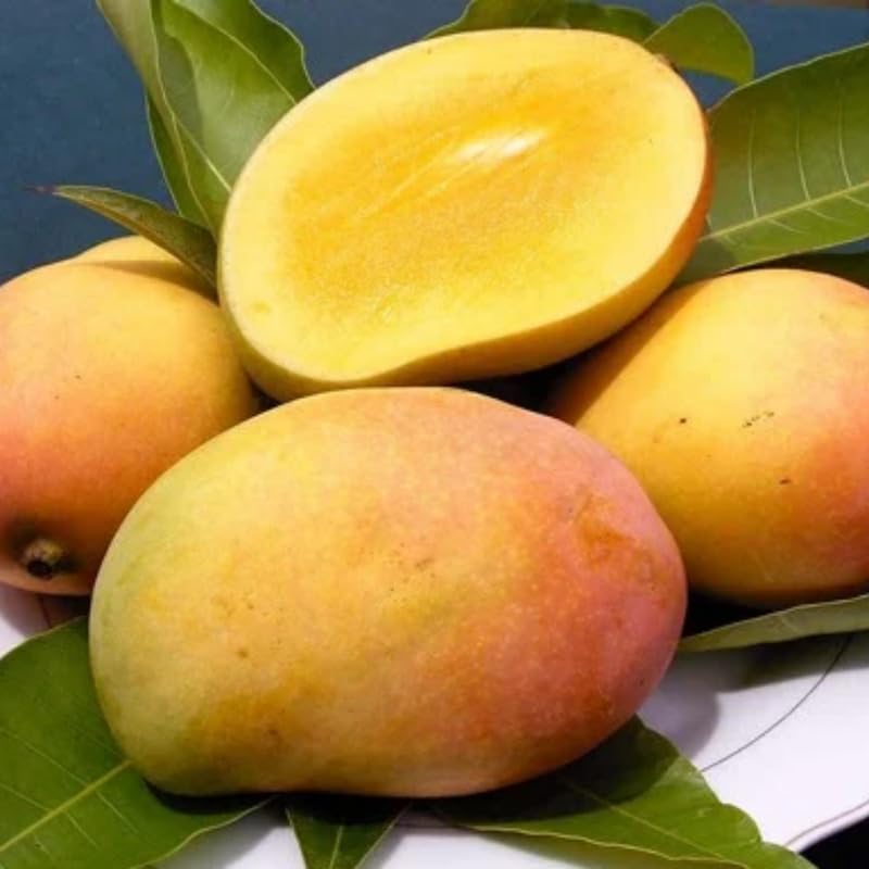 Sweet Mango Tree Live Plant, Fully Rooted in 3 Gallon Pot, Tropical Mango Fruit Tree for Indoor or Outdoor Growing