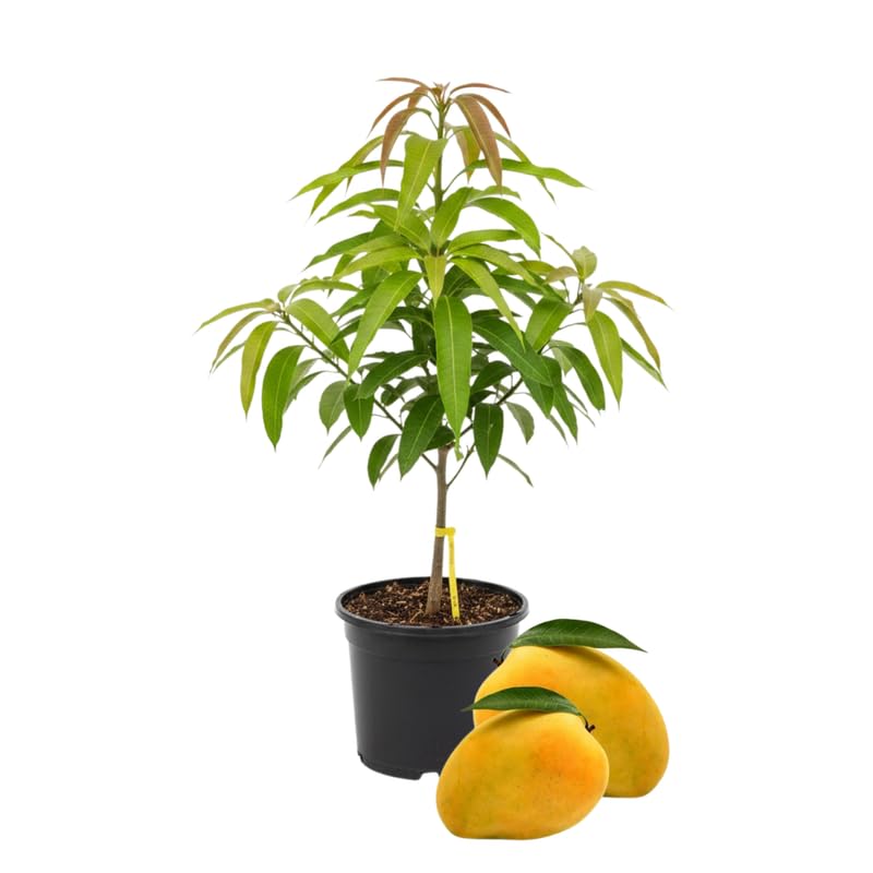 2 Years Old Mango Tree for Planting, Yellow Mango Plant Grafted in 3 Gallon Pot, Sweet, Fast-Growing Tropical Tree Seedlings for Outdoor Garden