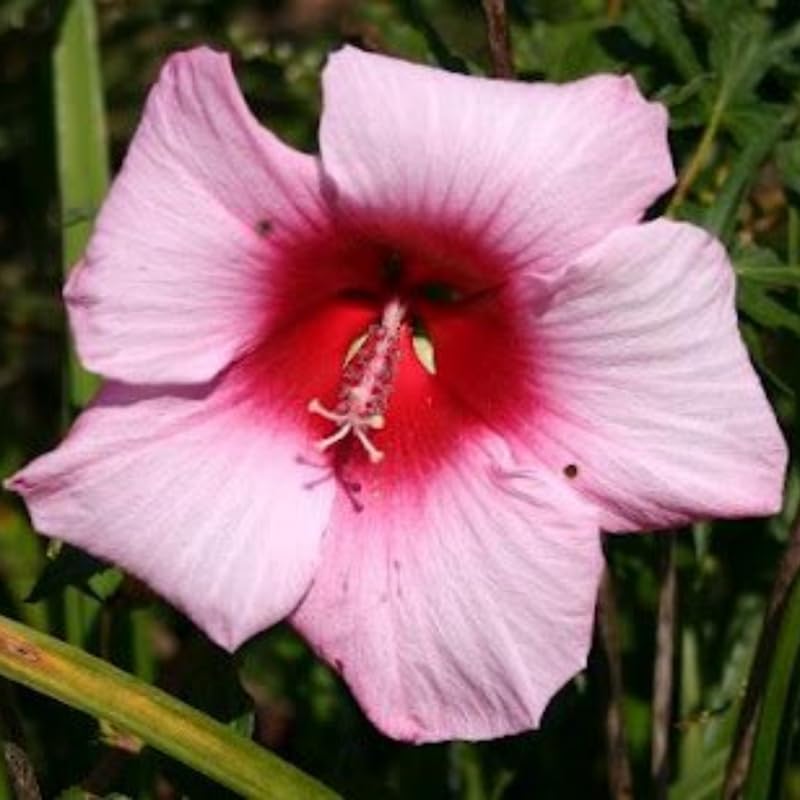 Set 4 Hibiscus Plants Live, Tropical Flowering Shrub, 4-8" Tall, Cold Hardy Bush (Light Pink Hibiscus)