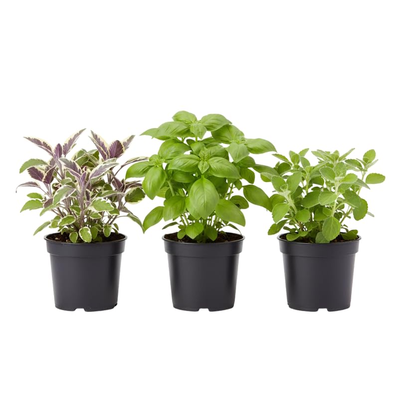3 Edible and Fragrant Herb Plants Live, Assorted Varieties, 4-8 Inches, Random Herbs Including Basil, Rosemary, Lemon Balm, Mint and Other Herbs
