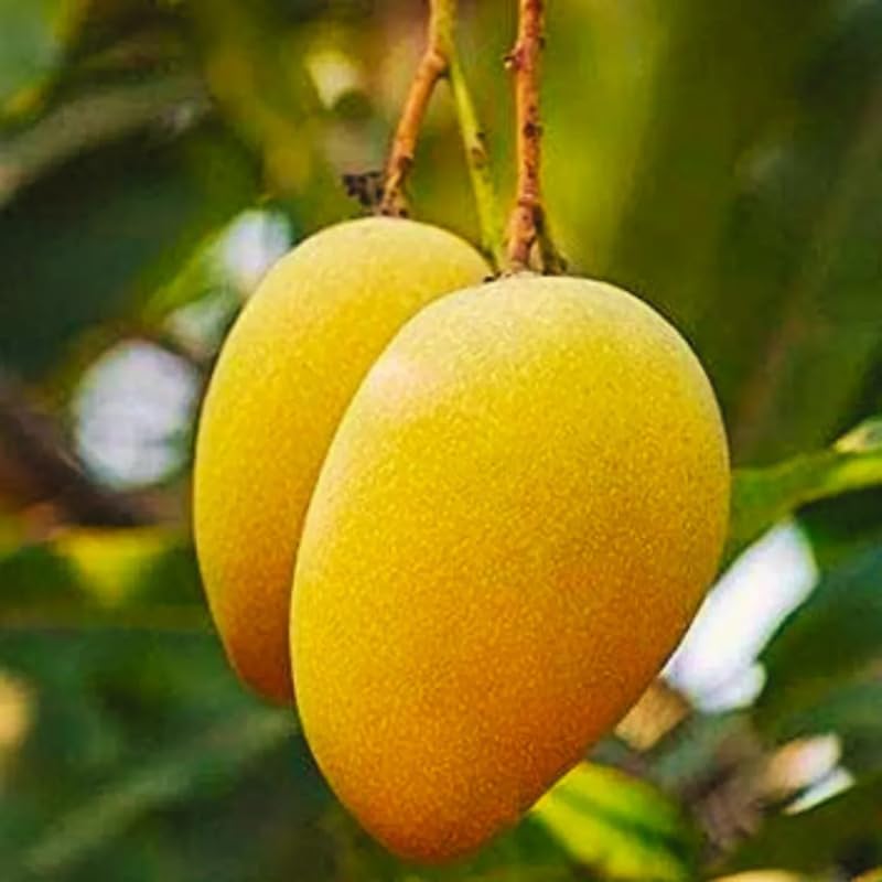 Yellow Mango Tree Live Plant for Planting, Grafted Mango Plant in 3 Gallon Pot, Fast Growing Tropical Fruit Tree Seedlings