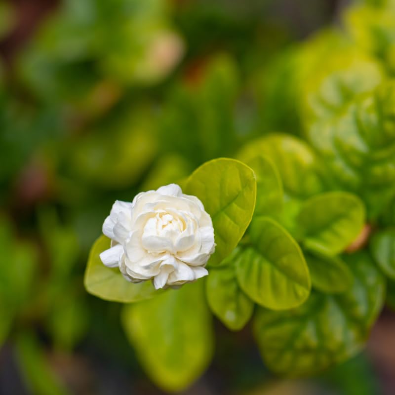 Duke Jasmine Plant Live, White Blooming Vine, 2-3 Feet Tall in 3 Gallon Pot for Indoor or Outdoor Planting, No Ship to CA