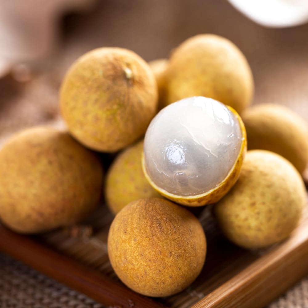 Live Longan Fruit Tree, 5-9 Inch Tall, Well-Rooted, Sweet Longan Plant Live