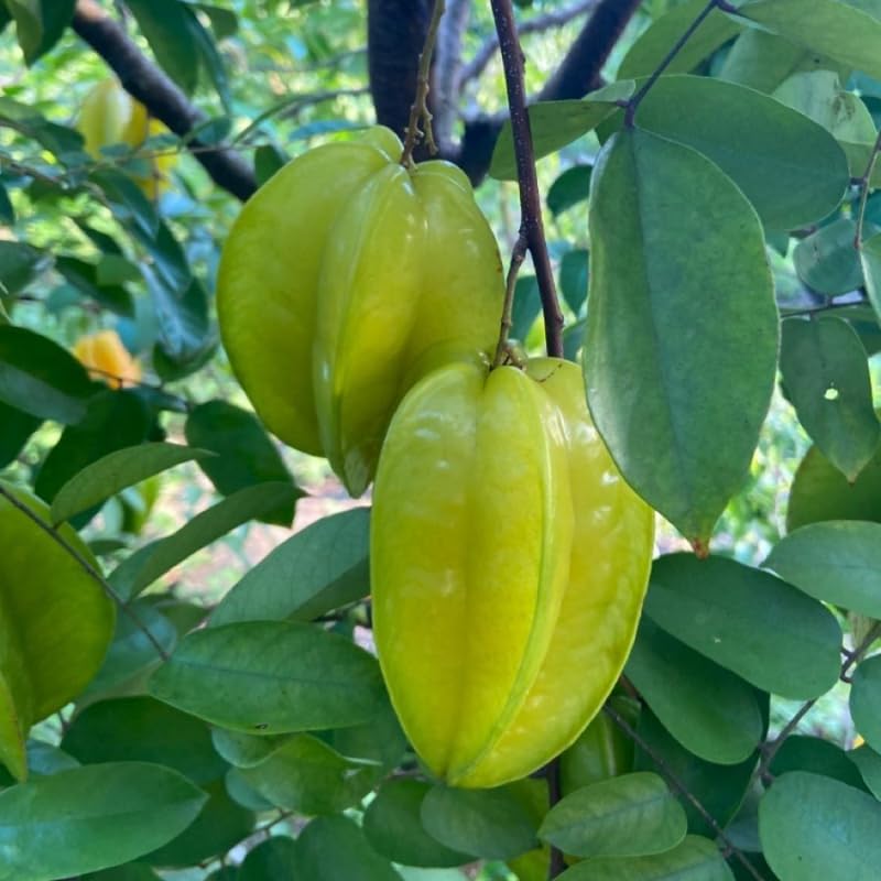 Yellow Starfruit Tree Live Plant - 2 Ft Tall Plant in 1 Gallon Pot, Tropical Carambola Fruit Tree for Outdoor Garden, Patio and Container Growing, No Ship to CA