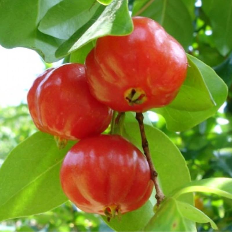 6 Months Old Barbados Cherry Tree Live Plant, Fast-Growing and High Yielding Sweet Fruit, Edible Fruit Bearing Tree for The Patio and Garden, No Pot, 4-8" in Tall