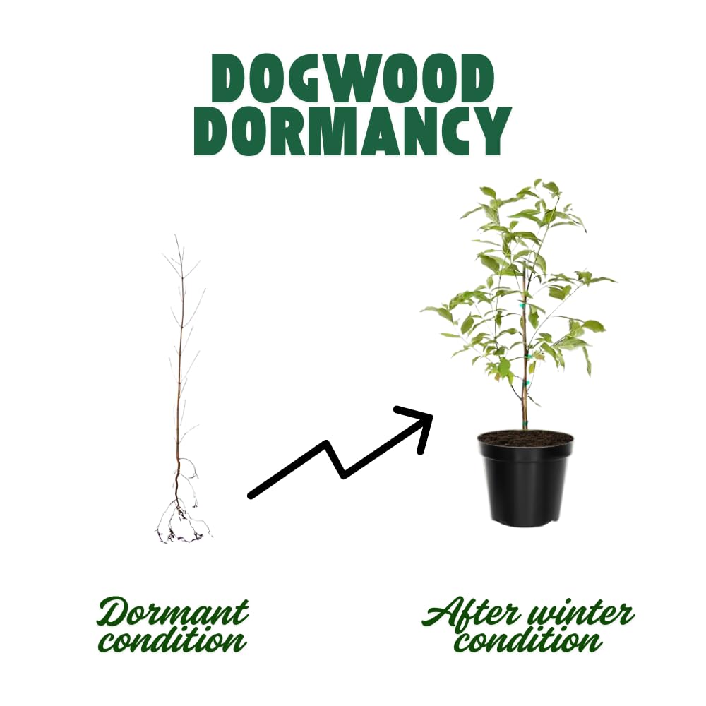 Dogwood Tree Live Plant, Flowering Dogwood Plant Well Rooted in Quart Pot, Dormant Hardy Ornamental Tree (Kousa Dogwood)