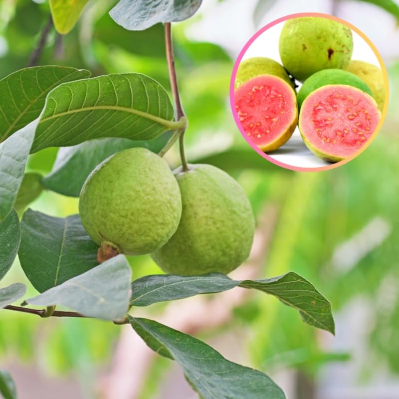Grafted Ruby Guava Tree Live Plant for Outdoor Planting, 3-4 Feet Tall, Ready to Bear Fruit, Zones 9-11, Hardy Tropical Guava Plant