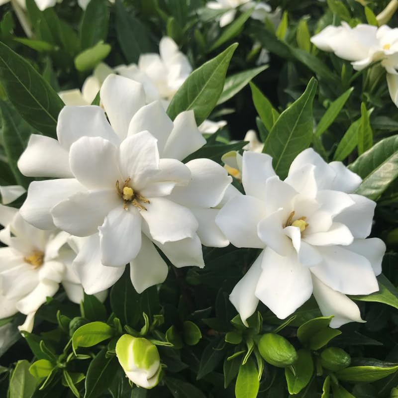 2 Frostproof Jasmine Plants 4–8 Inch, Live Fragrant Jasmine Flowering Vine, Sweet Scented Blooms, Easy Care Indoor or Outdoor