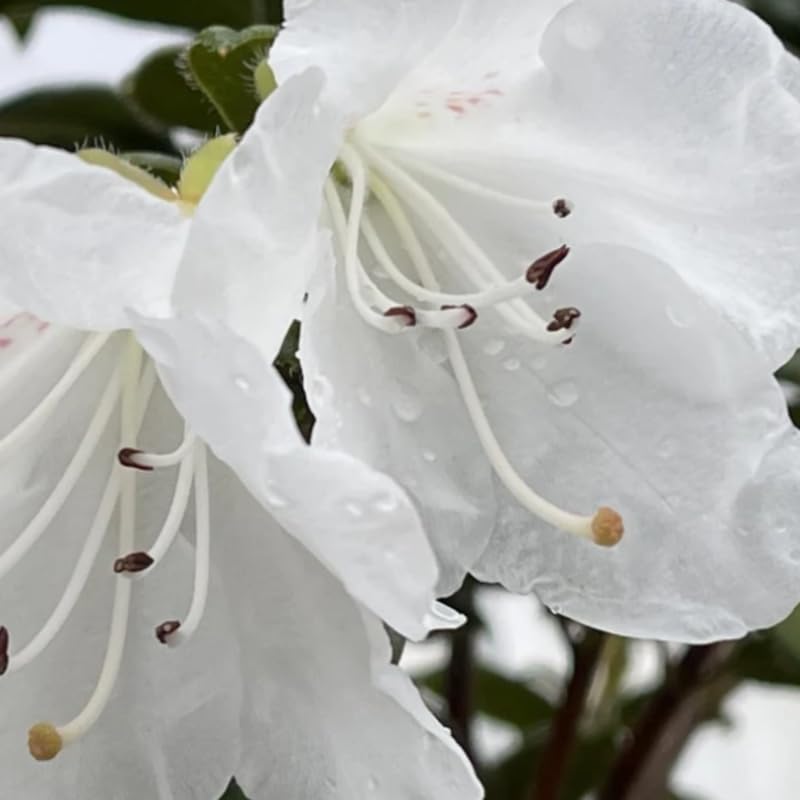 White Rhododendron Plant Live, Azalea Plants, Rhododendron Azalea Bushes Ready to Plant, Live Shrubs for Outdoor Planting