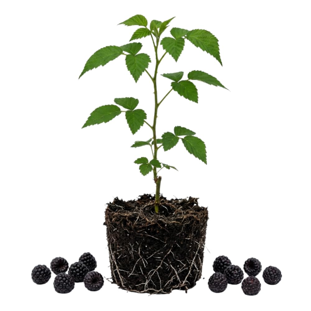 Black Raspberry Plant Live, Outdoor Garden Berry Plant, 4-8 Inch Tall