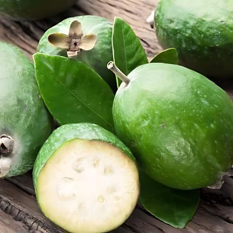 Pineapple Guava Tree Live Plant, Guava Fruit Tree, Tropical Plant, 20-24" Tall in 1 Gallon Pot for Planting, No Ship to CA