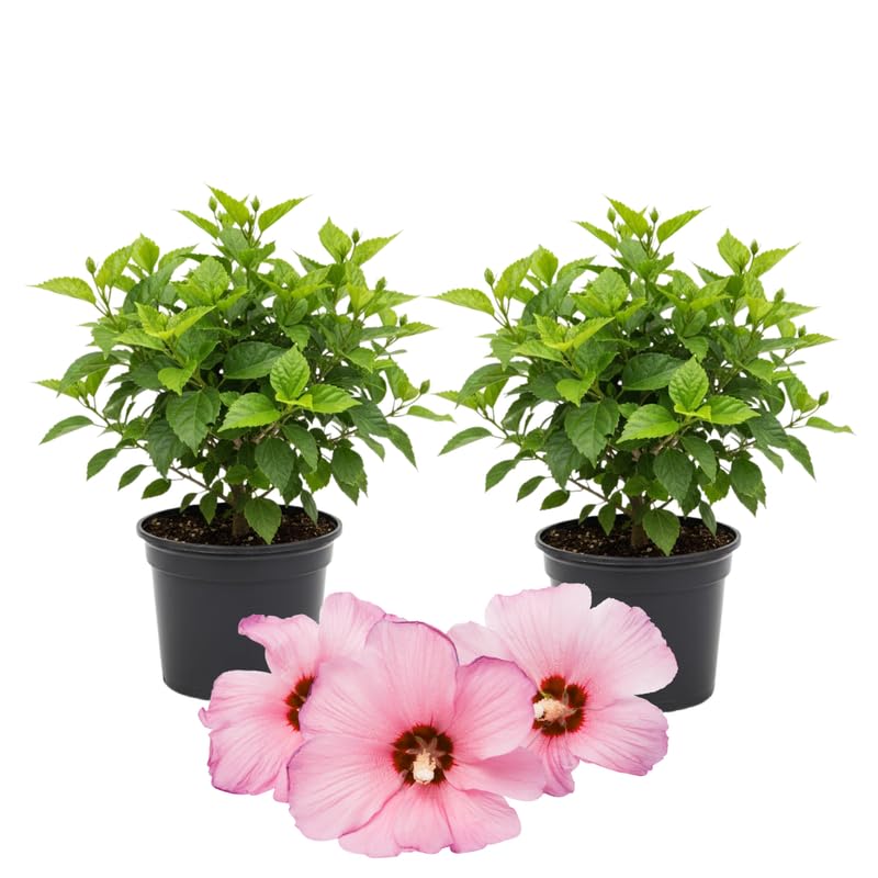 3 Hardy Hibiscus Plants Live, Well Rooted Hibiscus Flower 4-7'' Tall, Flowering Shrub for Garden or Containers Planting (Pink with Red Center)