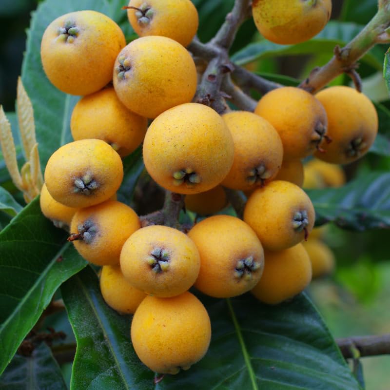Live Loquat Tree from 1 to 2 Feet Height, Loquat Plant Live in 3 Gallon Pot, Yellow Fruit Seedling, Ready for Planting, No Ship to CA