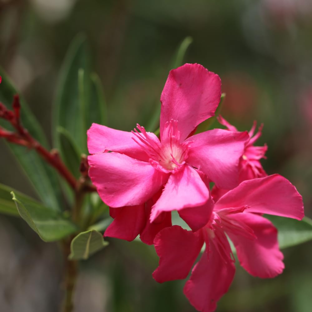 4 Oleander Plants Live, Pink Oleander Flowering Bush Shrub, 3 to 5 Inches