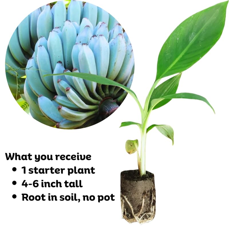 Ice Cream Banana Plant, Banana Trees Live Plants, 4-6" Tropical Fruit Tree for Home Garden, Patio and Container Growing