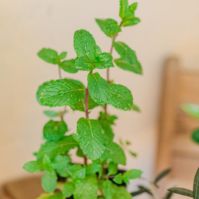 Set 4 Live Mojito Mint Plants for Planting, 4 to 8 Inch Tall Herb Live Plants, Fragrant Herb Mint Plant for Home Garden