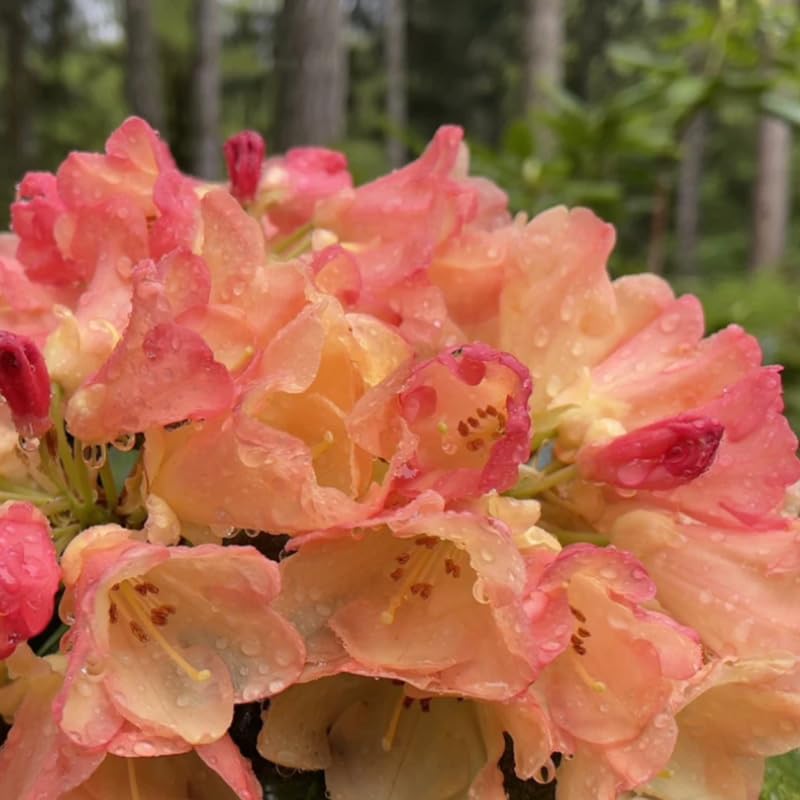 1-2Yrs Old Rhododendron Plants Live in Pot, Rhododendron Azale Bush Shrub Tree Plant, Red and White Blooms