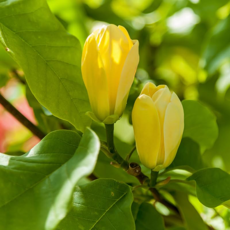 Yellow Magnolia Tree, 6-12 Inch Magnolia Trees Live Plants for Planting Outdoor, 2.5 Inch Pot Fragrant Yellow Flowers Plant, Dormant in Winter