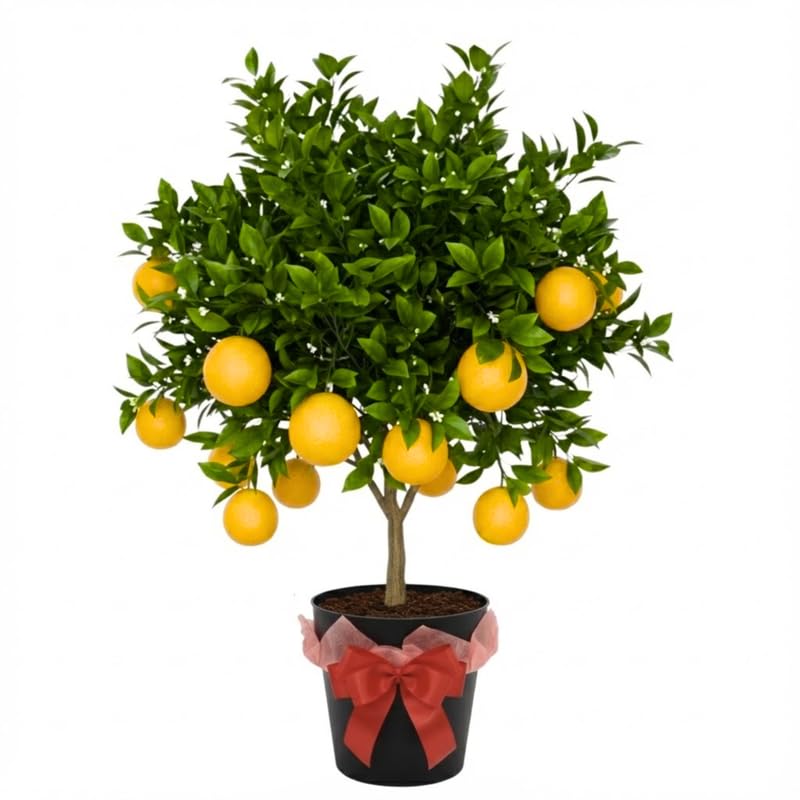 3 Years Old Meyer Lemon Tree Live Plant, Cold Hardy Citrus in 3 Gallon Pot, Fragrant Lemon Citrus Trees, Fruit-Bearing Within 1 Year
