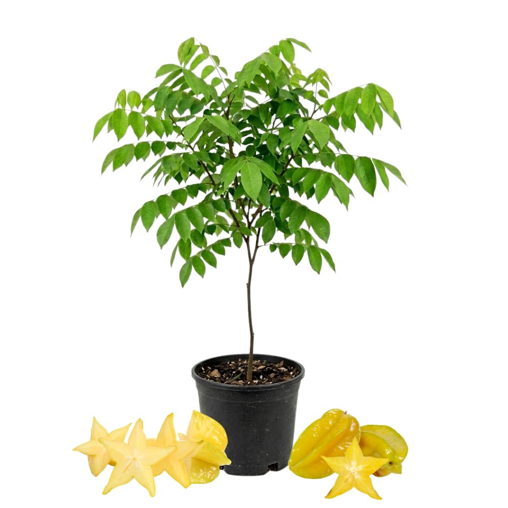 Starfruit Tree Live Plant, Grafted Starfruit Plant Live, 2-3 Feet Tall, Fast Growing Fruit Tree for Patio and Outdoor Garden, No Ship to CA
