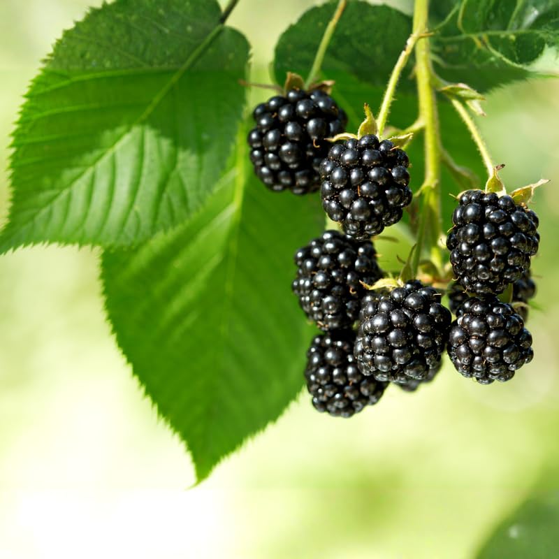 2 BlackBerry Bushes Live Plant, Sweet, Thornless, High Yielding Berries for Outdoor Planting, Fully Rooted 4-7 Inches (Sweet)