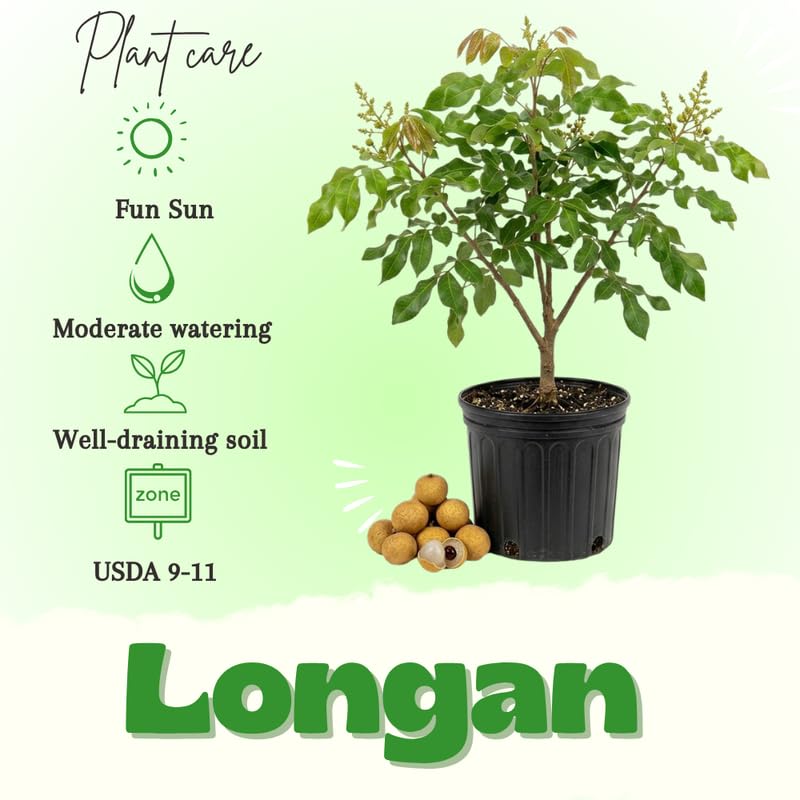 Longan Tree Live Plant, Well Rooted in 3 Gallon Pot, 2 to 3 Feet Tall, Sweet Fruit for Outdoor Growing, No Ship to CA