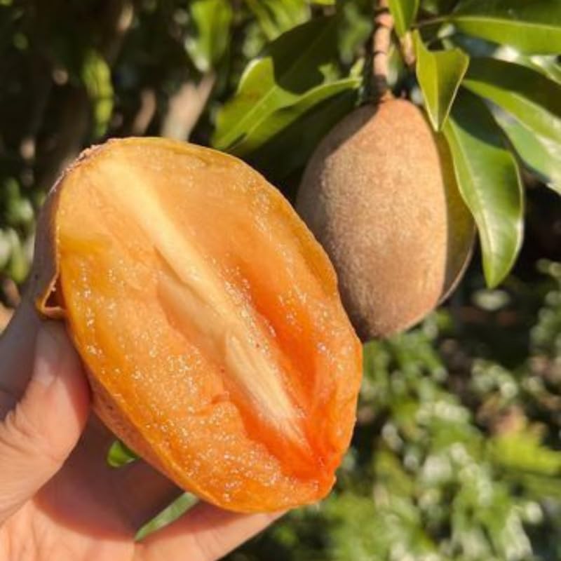 Live Sapodilla Plant, Tropical Fruit Tree for Indoor Outdoor Planting, 2-3 Feet Tall in 3 Gallon Container, No Ship to CA