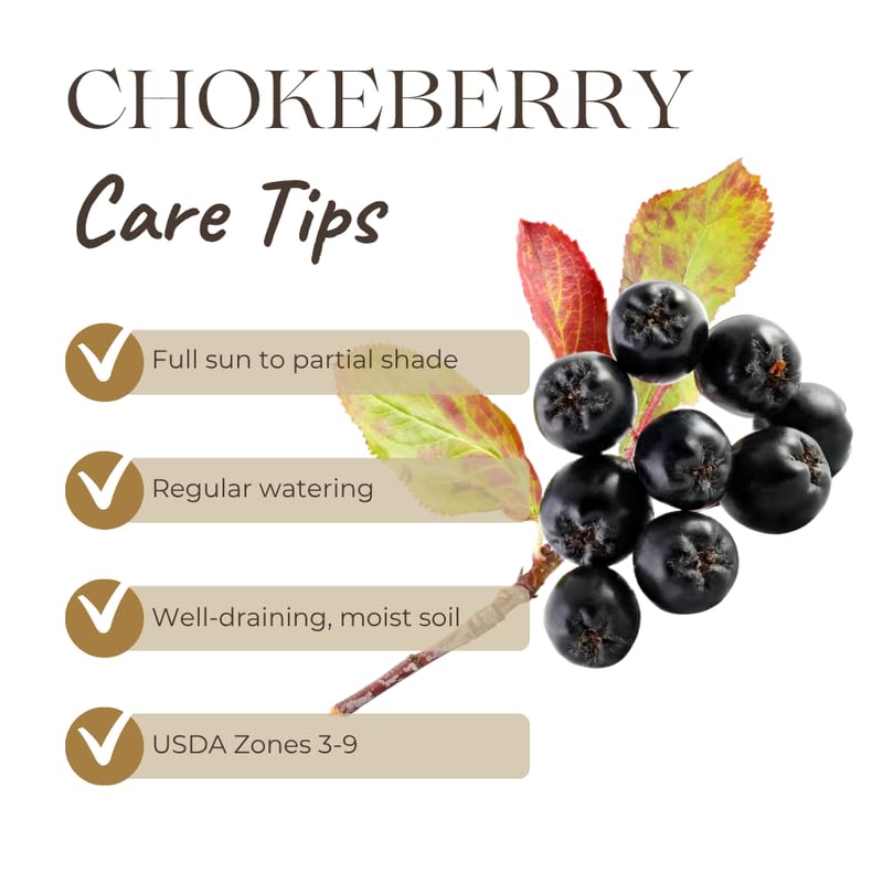 Chokeberry Tree Live Plant 1.5-2 Ft, Black Aronia Berry Plant, Edible Berry Trees for Planting, Winter Dorrmant