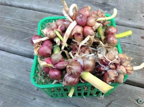 10 Walking Onion Bulbs Topset for Planting Outdoors, Easy to Plant