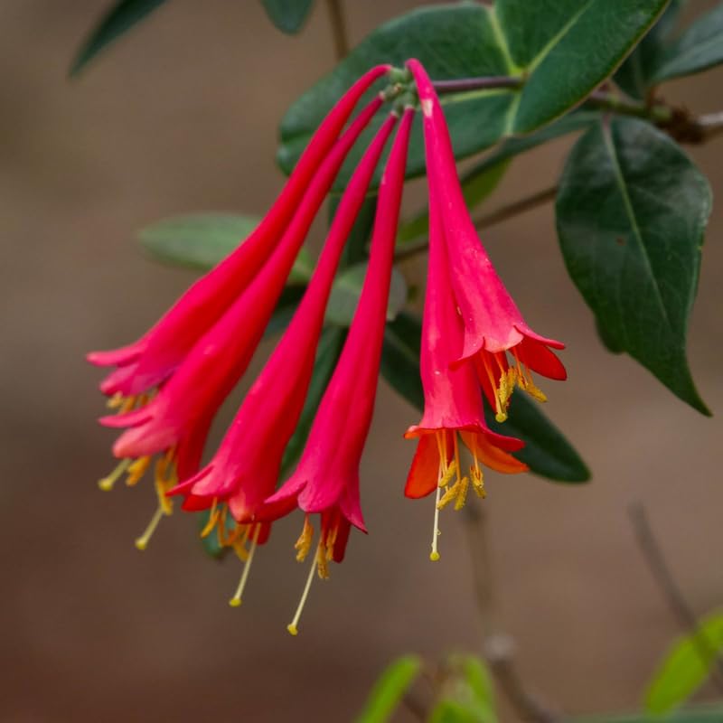 2 Honeysuckle Plants Live, Fragrant Climbing Honeysuckle Vines 4-8 Inches, Suitable for Trellis and Fences, Indoor Outdoor Growing