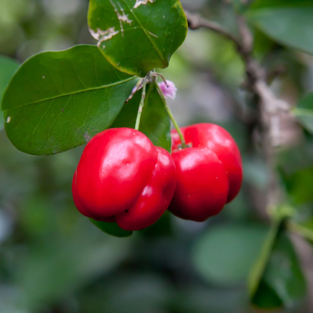 Set of 3 Live Barbados Cherry Tree Plant, Sweet Barbados Cherry Fruit Tree, 4-8 Inches Tall for Outdoor Planting