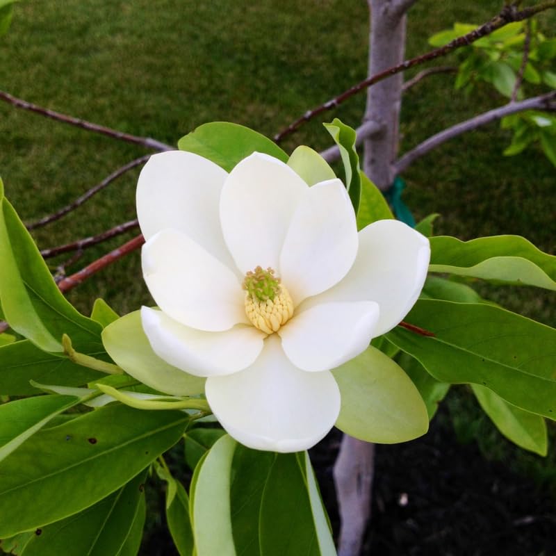 Sweetbay Magnolia Tree Live Plant - 2-3 Ft Tall in 3 Gallon Pot - White Flower Magnolia for Outdoor Landscape, No Ship to CA