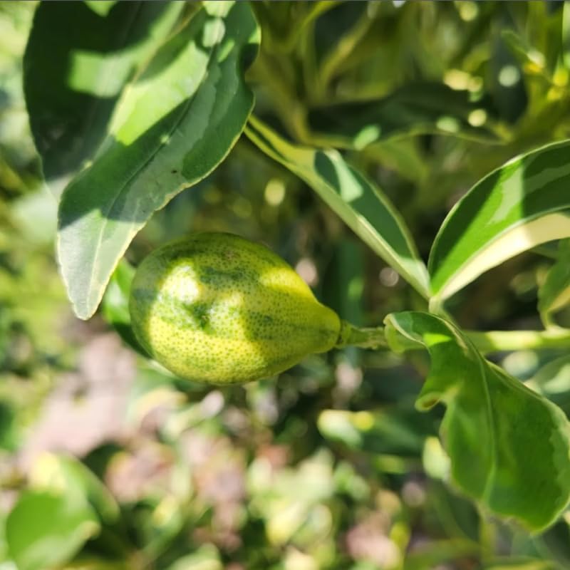 Live Variegated Kumquat Citrus Plant, 1–2 Ft Height, Potted in 3 Gallon Container, Great for Indoor or Outdoor Garden, No Ship to CA