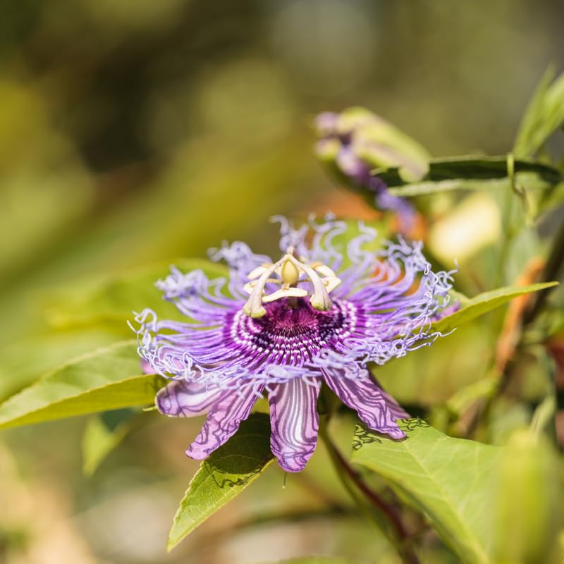 Set 2 Passion Flower Plants Live, Well Rooted Passiflora Flowering Vine 4-7'' Tall, Vibrant Blooms for Garden or Containers (Light Purple)
