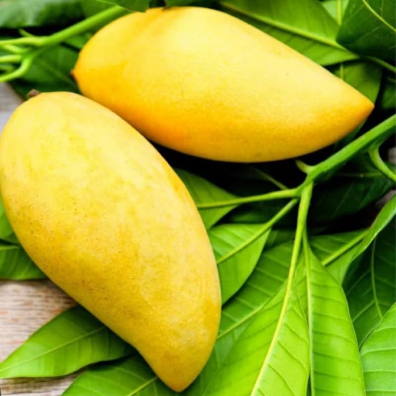 Yellow Mango Tree Live Plant Grafted, 2–3 Feet Tall in 3 Gallon Pot, Sweet Tropical Mango Fruit Tree