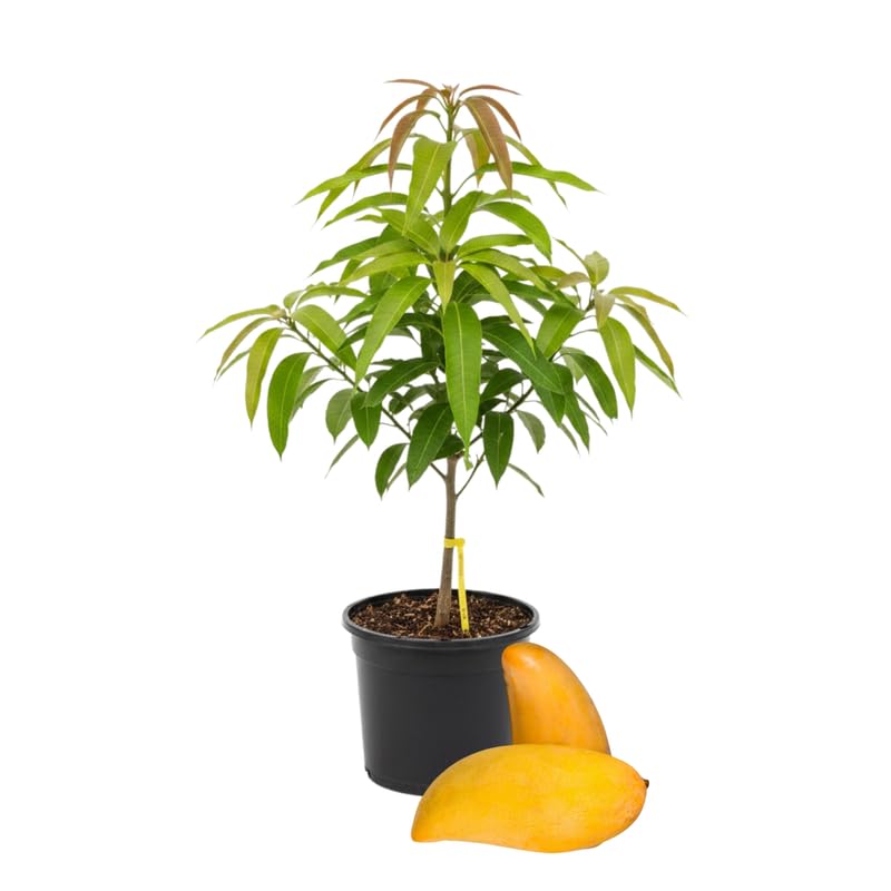 2 Years Old Mango Tree for Planting, Mango Plant Grafted in 3 Gallon Pot, Sweet, Fast-Growing Tropical Tree Seedlings for Outdoor Garden
